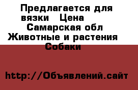 Предлагается для вязки › Цена ­ 100 - Самарская обл. Животные и растения » Собаки   